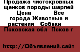 Продажа чистокровных щенков породы шарпей › Цена ­ 8 000 - Все города Животные и растения » Собаки   . Псковская обл.,Псков г.